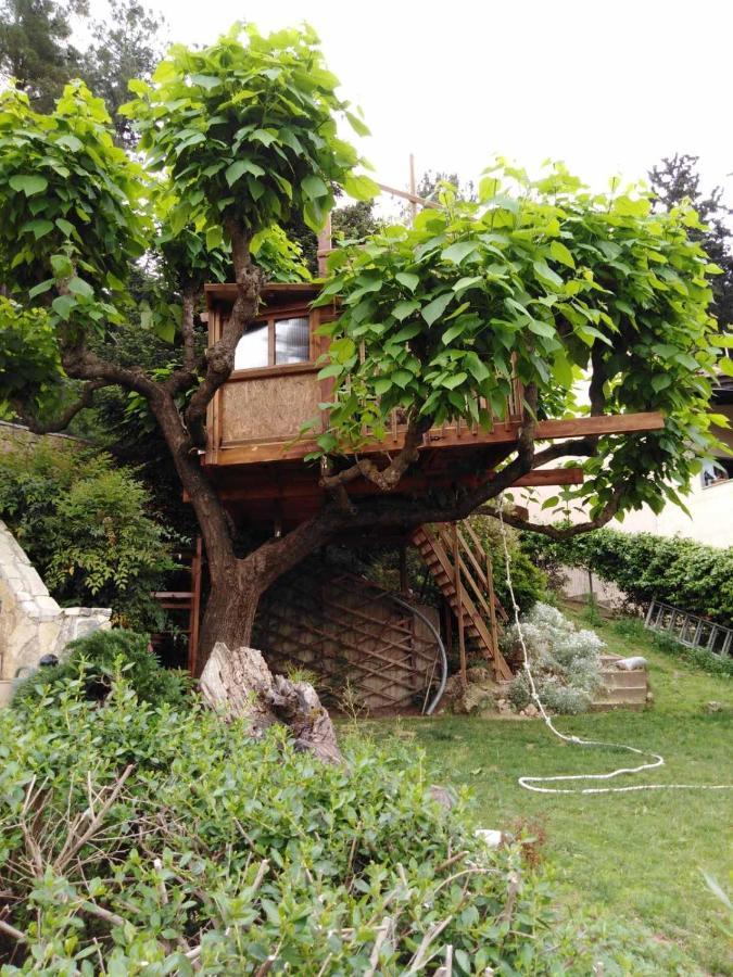 Zigos  Six Steps From The Forest מראה חיצוני תמונה