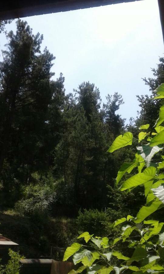 Zigos  Six Steps From The Forest מראה חיצוני תמונה