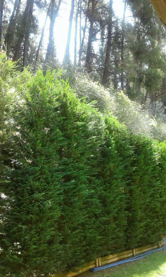 Zigos  Six Steps From The Forest מראה חיצוני תמונה